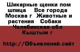 Шикарные щенки пом шпица  - Все города, Москва г. Животные и растения » Собаки   . Челябинская обл.,Кыштым г.